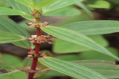 Pouzolzia bennettiana